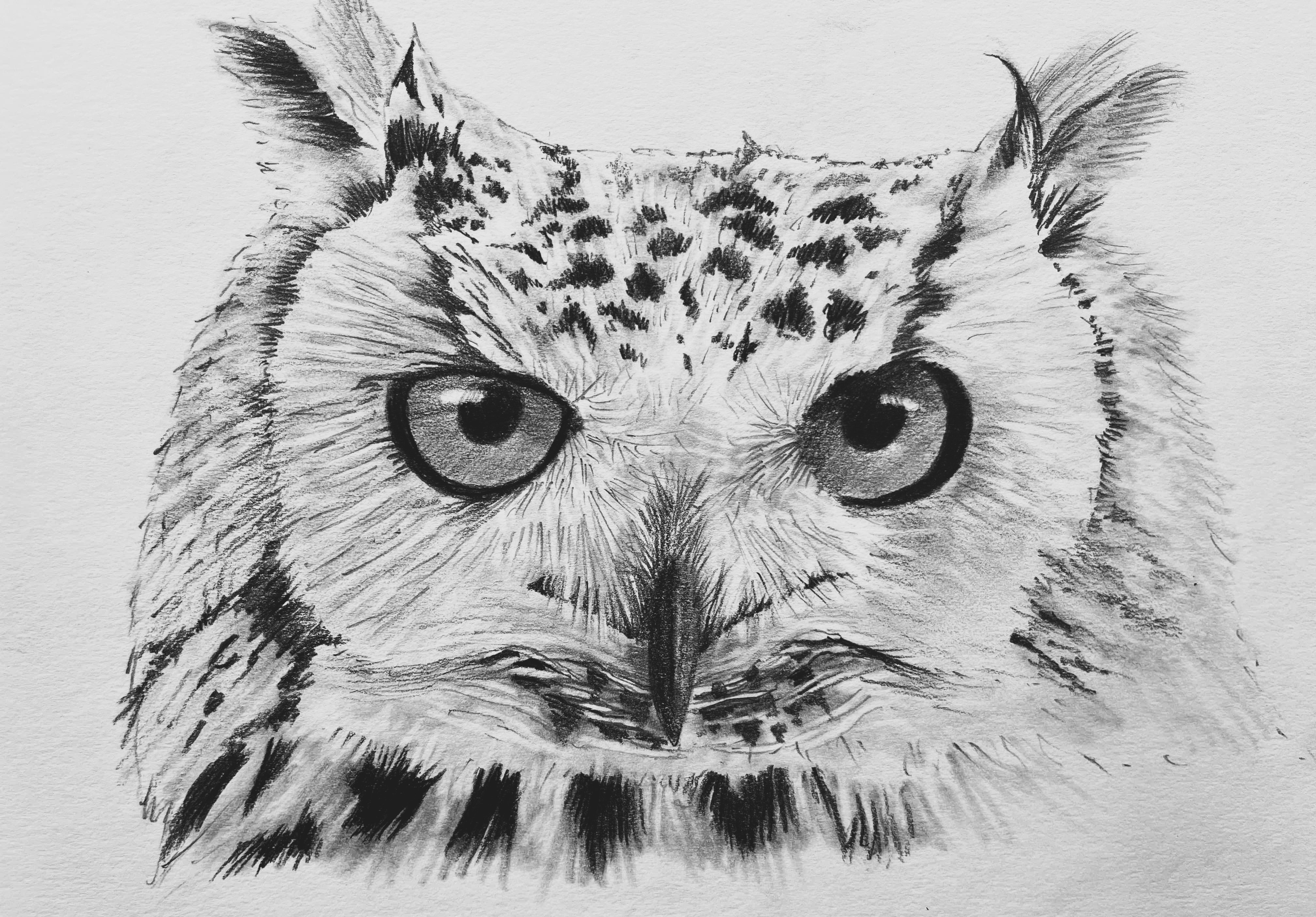 Owl Sketch Images - Free Download on Freepik